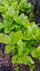 Vaccinium calycinum