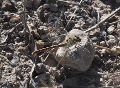 Erpetogomphus crotalinus