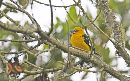 Golden Grosbeak (Pheucticus chrysogaster), photo 10