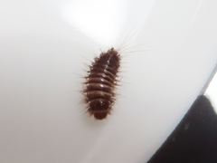 Anthrenocerus australis