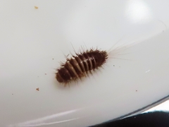 Anthrenocerus australis