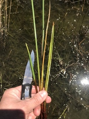 Eleocharis quadrangulata