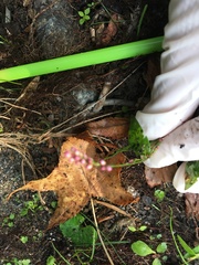 Persicaria longiseta