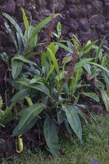Nepenthes khasiana