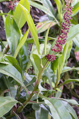 Nepenthes khasiana
