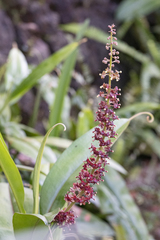 Nepenthes khasiana