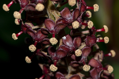 Nepenthes khasiana