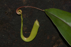 Nepenthes khasiana