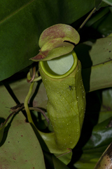 Nepenthes khasiana