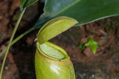 Nepenthes khasiana