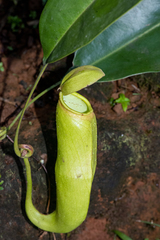 Nepenthes khasiana