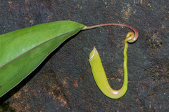 Nepenthes khasiana