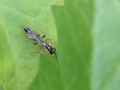 Heterischnus truncator