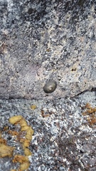 Cellana