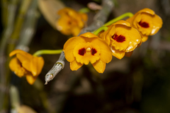 Dendrobium chrysanthum