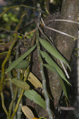 Dendrobium chrysanthum
