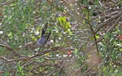 Silvicultrix frontalis