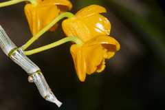 Dendrobium chrysanthum