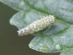 Eupteryx decemnotata
