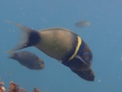 Thalassoma hebraicum
