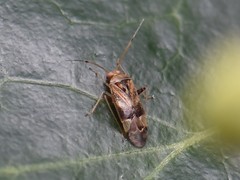 Pinalitus cervinus