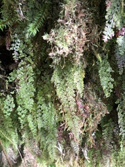 Hymenophyllum polyanthon