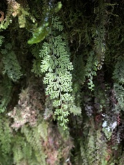 Hymenophyllum polyanthon