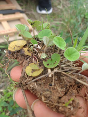Dichondra microcalyx