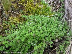 Clinopodium nubigenum