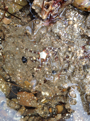 Ophioderma panamense