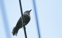 Myiotheretes fumigatus