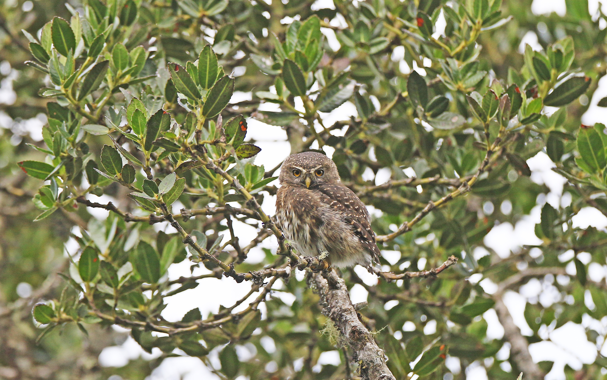Andean Pygmy Owl (Glaucidium jardinii), photo 6