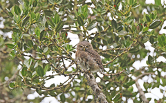 Glaucidium jardinii