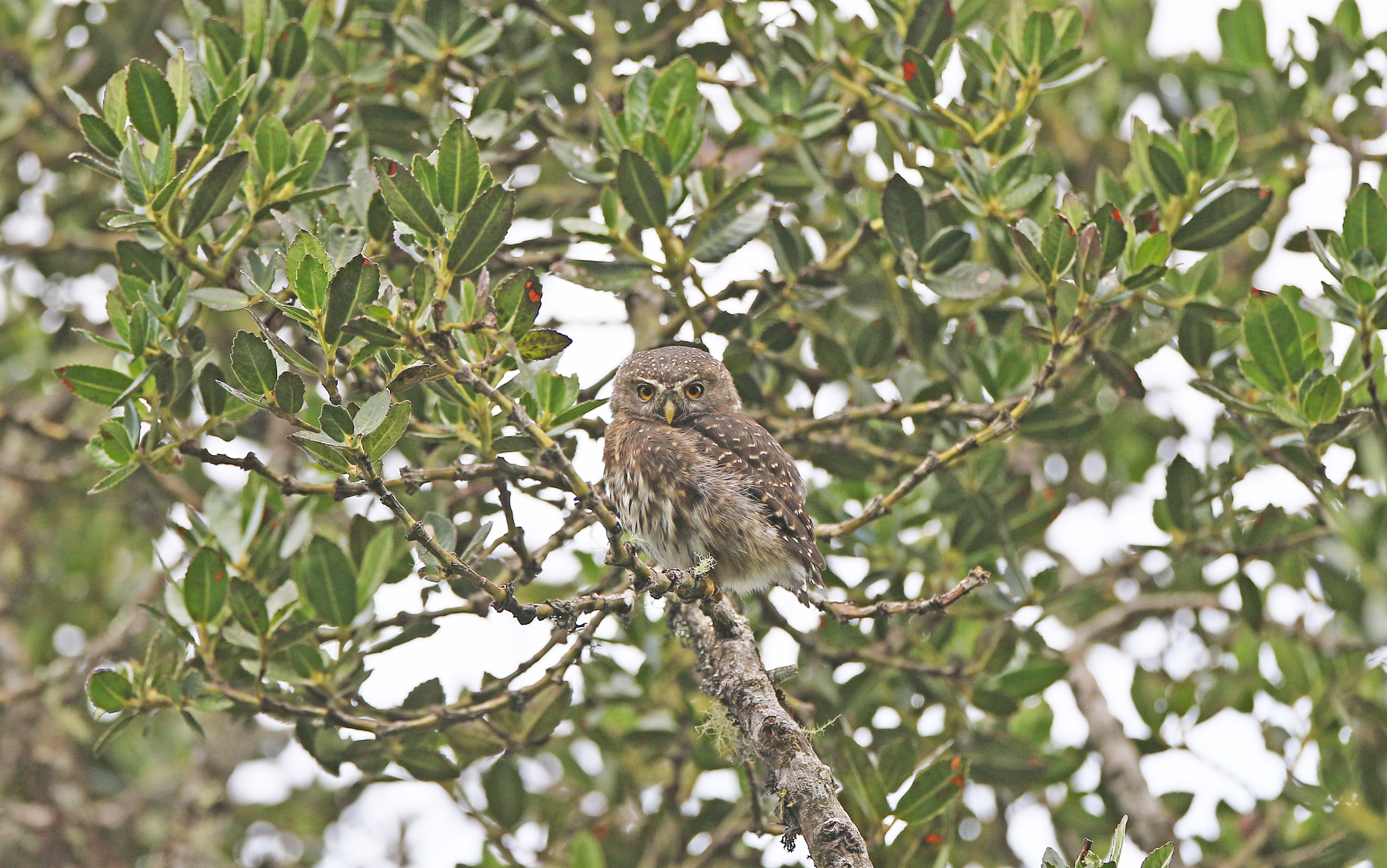 Andean Pygmy Owl (Glaucidium jardinii), photo 7