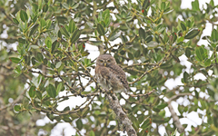 Glaucidium jardinii