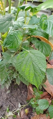Urtica dioica