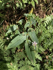 Tricyrtis suzukii