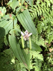 Tricyrtis suzukii