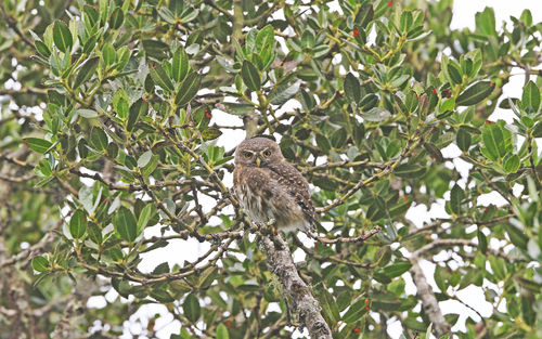Andean Pygmy Owl (Glaucidium jardinii), photo 8