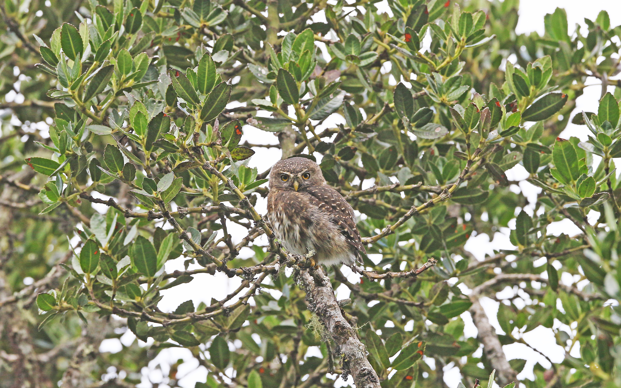 Andean Pygmy Owl (Glaucidium jardinii), photo 8