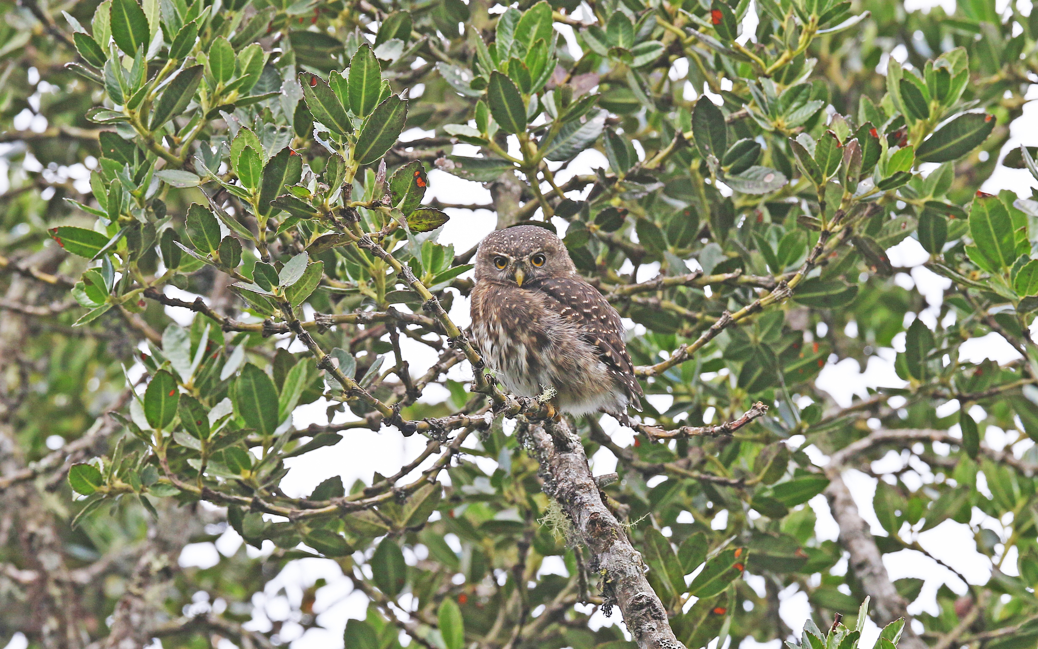 Andean Pygmy Owl (Glaucidium jardinii), photo 9