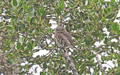 Glaucidium jardinii