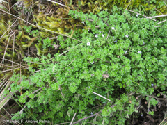 Clinopodium nubigenum