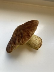 Hemileccinum depilatum