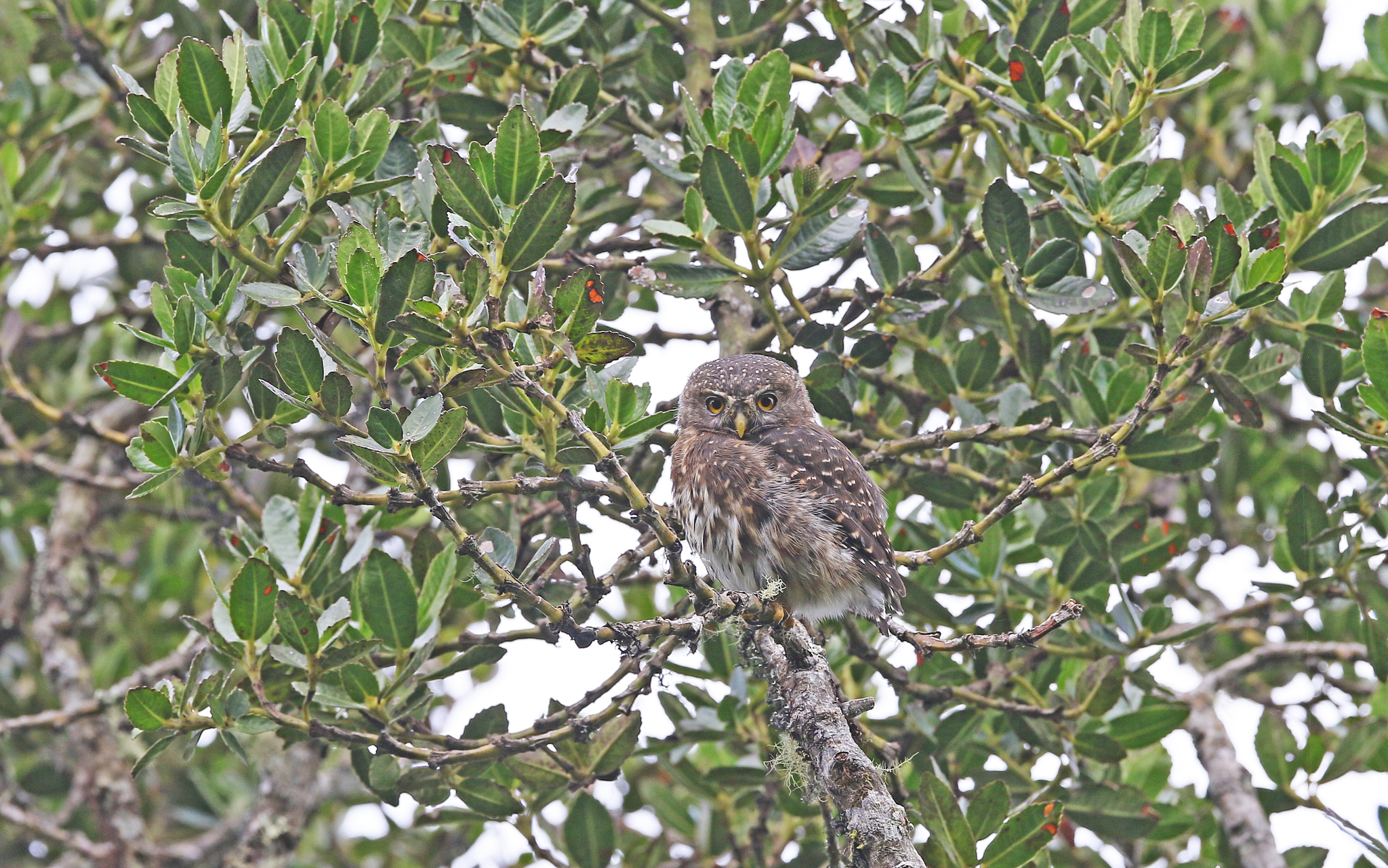 Andean Pygmy Owl (Glaucidium jardinii), photo 10