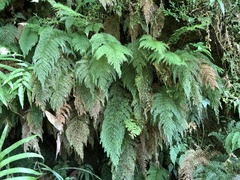 Callistopteris apiifolia