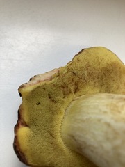 Hemileccinum depilatum