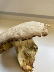 Hemileccinum depilatum