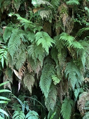 Callistopteris apiifolia