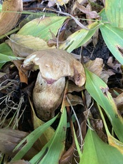 Hemileccinum depilatum